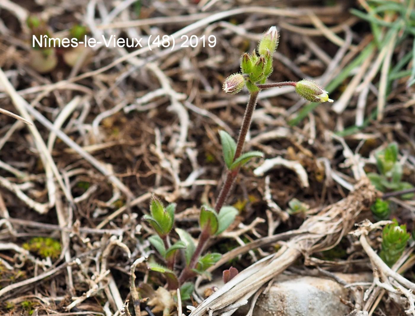 Mouse-ear, Dwarf plant